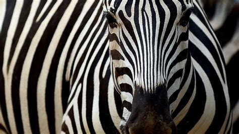zebras have striped figgerits|Scientists Have Discovered How Zebra Stripes Work .